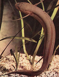 Węgorz może nie jeść...