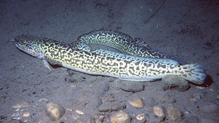 Pogoda pod miętusem