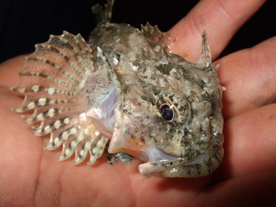 Rybka babka - diabełek