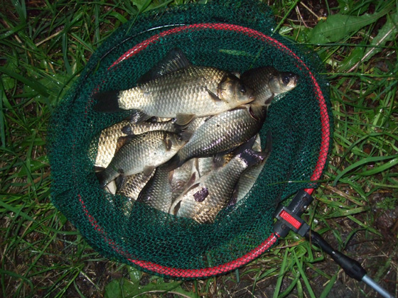 Koniec maja - czas na karasie