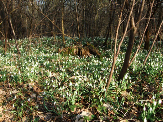 Widoki nad Oławką Przebiśniegi