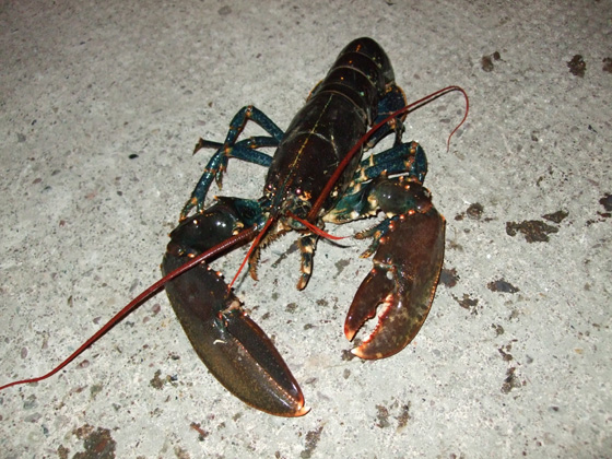 Homar jeden ze skorupiaków