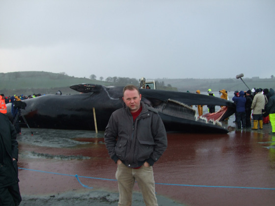 Wieloryb, Courtmacsherry Whale