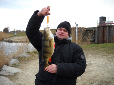 okonek ponad kilogramowy sezon