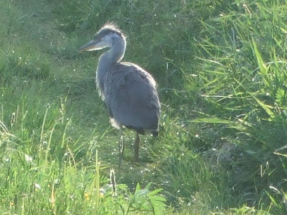 Młoda czapla wiosną