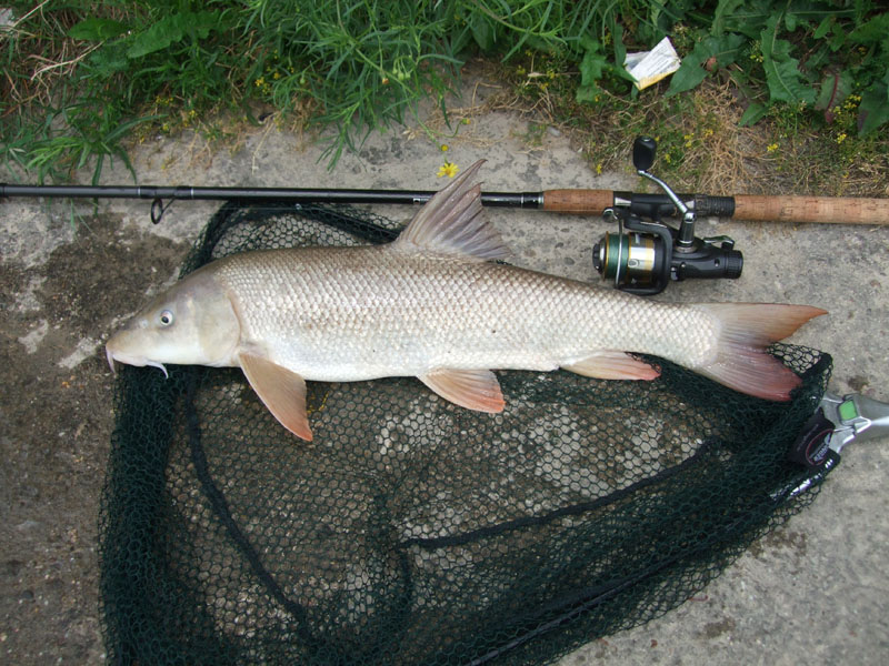 Brzana inaczej śliz!