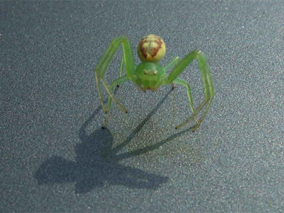 Cóż to za pająk zielony?