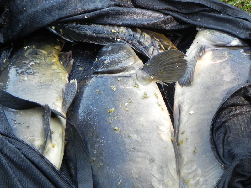 Parę ładnych sztuk.....