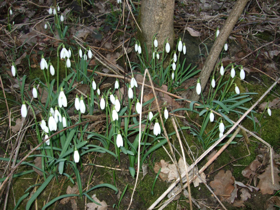 Widoki nad Oławką - Śnieżyczki