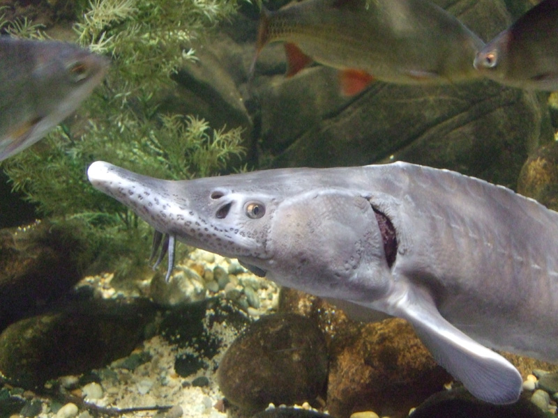 Jesiotr ten to ma nosa