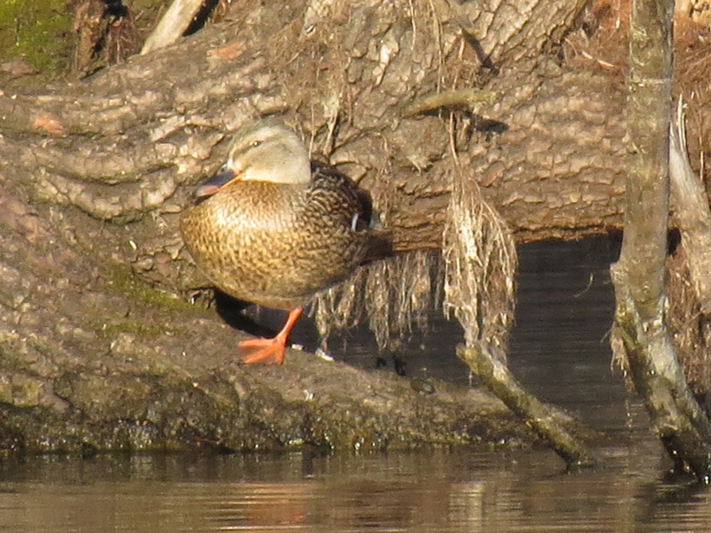 Kaczka w słonecznym blasku