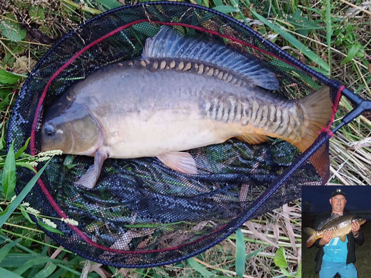 Karp rzeczny i karpie żyjące w rzekach