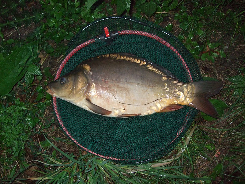 Sierpniowe karpiowanie