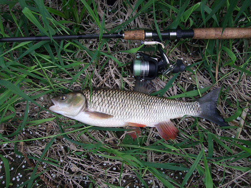 Kleń na spinning, fifty cent