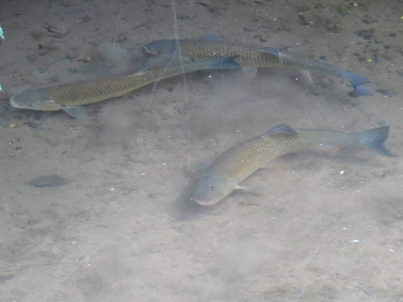 Mini rzeczka i klenie v1