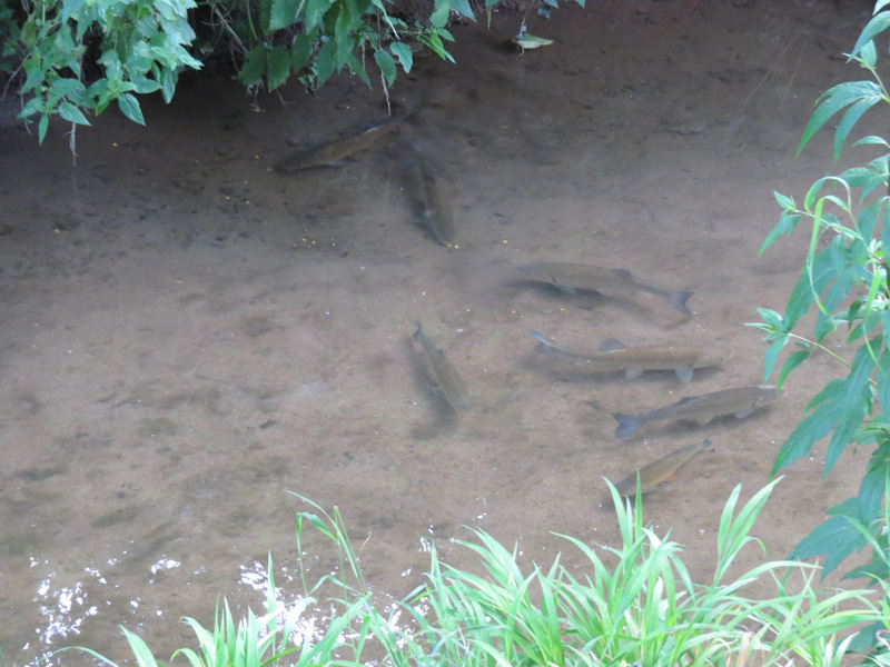 Mini rzeczka i klenie v2