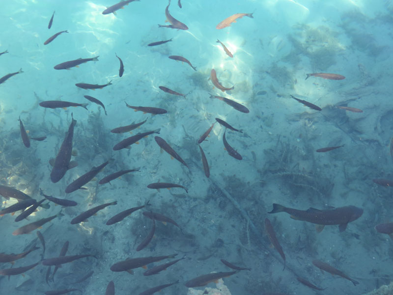 Błękitna woda i raj klenia