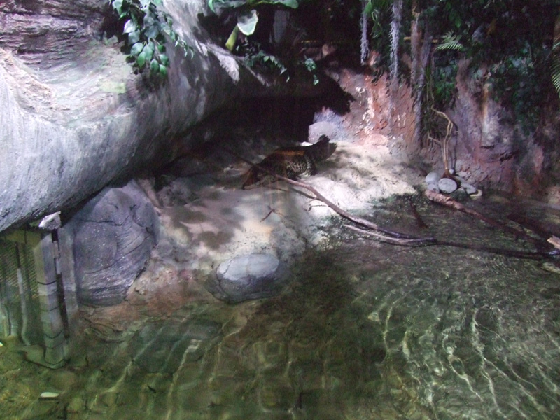 Leżakujący krokodyl