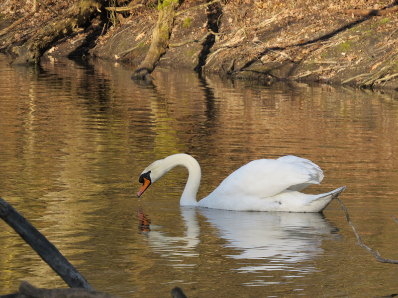 Łabędź w złotej wodzie