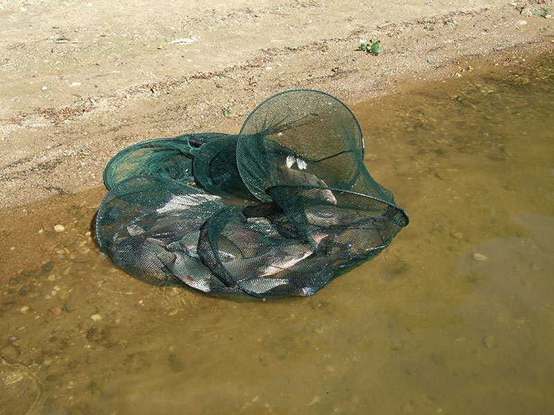 Leszcze pełna siatka