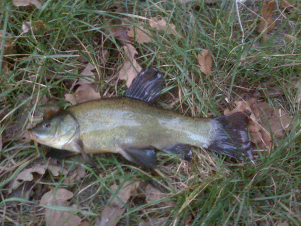 Ładna zielona rybka