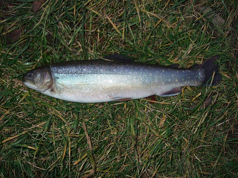 Palia pierwsza taka w tym roku