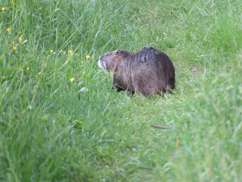 Piżmak, ha ale go podszedłem