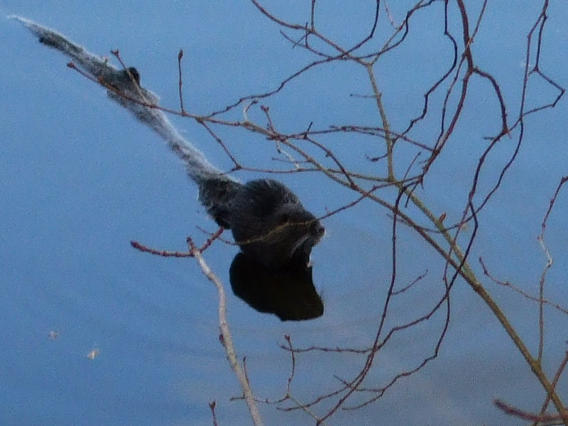 Piżmak, może nutria?