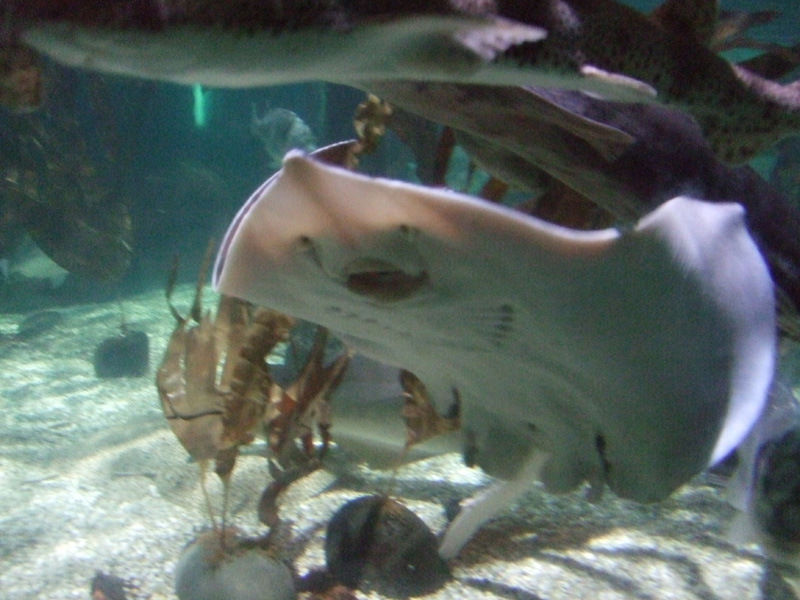 Pyszczek płaszczki i rekiny