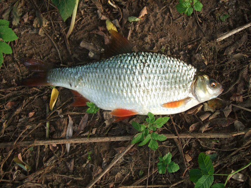 Płoć półkilówka