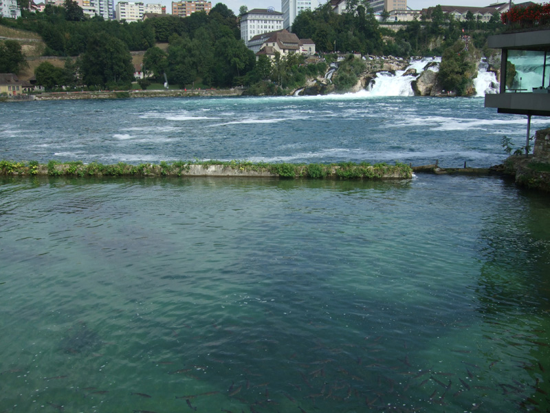 Rybostan górny Ren 01