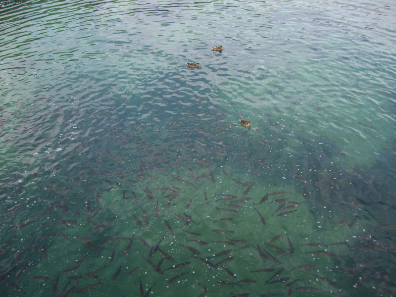 Rybostan górny Ren 02