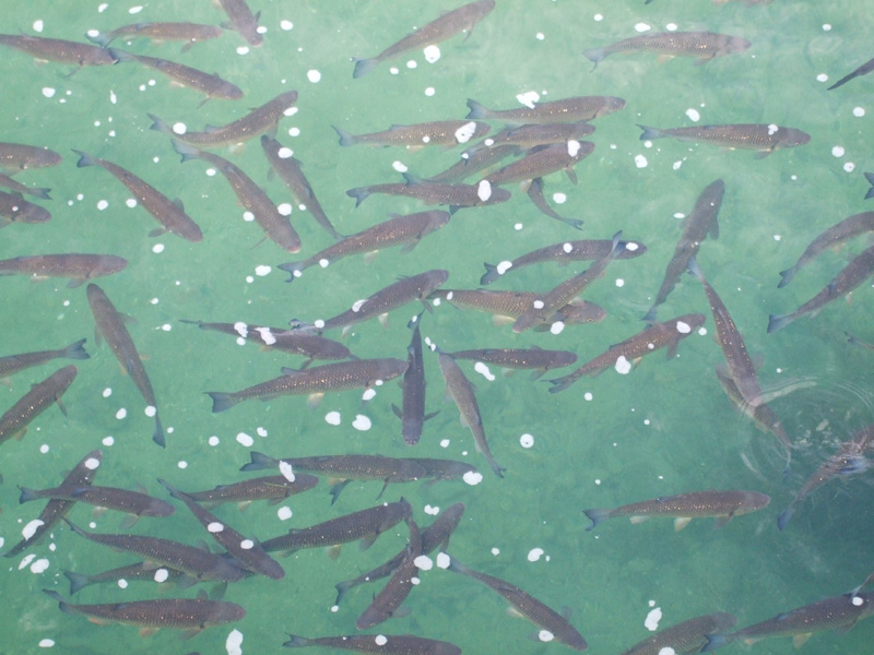 Rybostan górny Ren 03