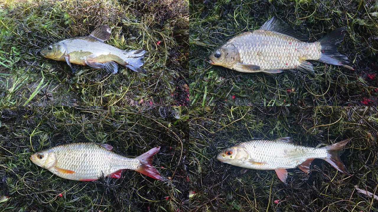 Ryby w starorzeczach