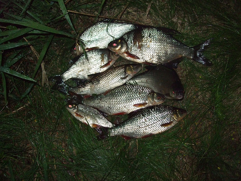 Przepływanka na spławik