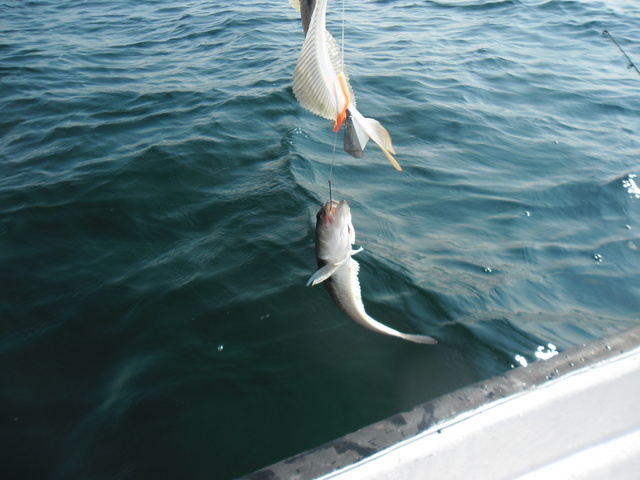 super wyprawa flądrowa