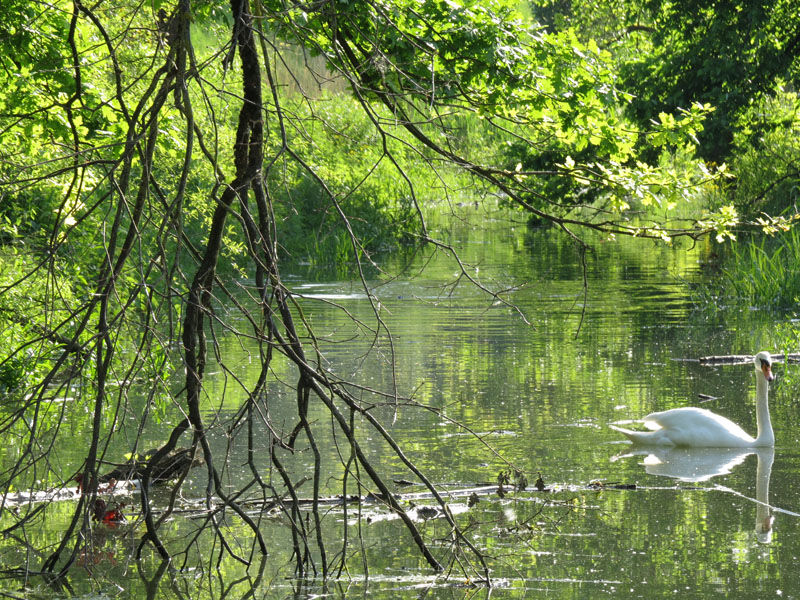 Tarło leszcza - miejsce