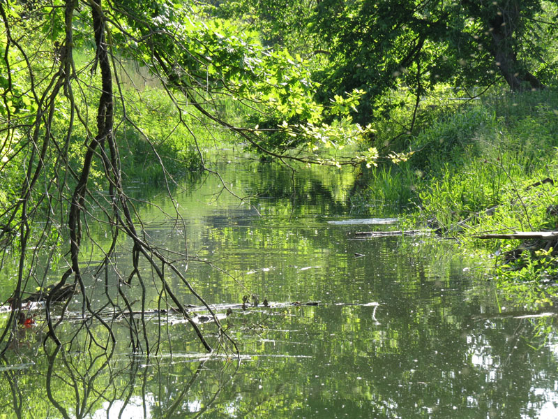Tarło leszcza - kręgi
