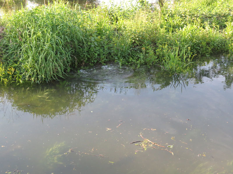 Tarło leszcza - roślinność