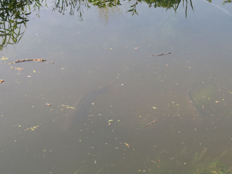 Tarło leszcza, leszcz i karp