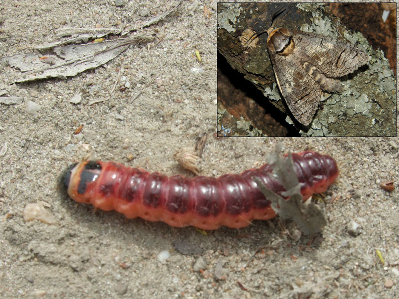 Trociniarka czerwica