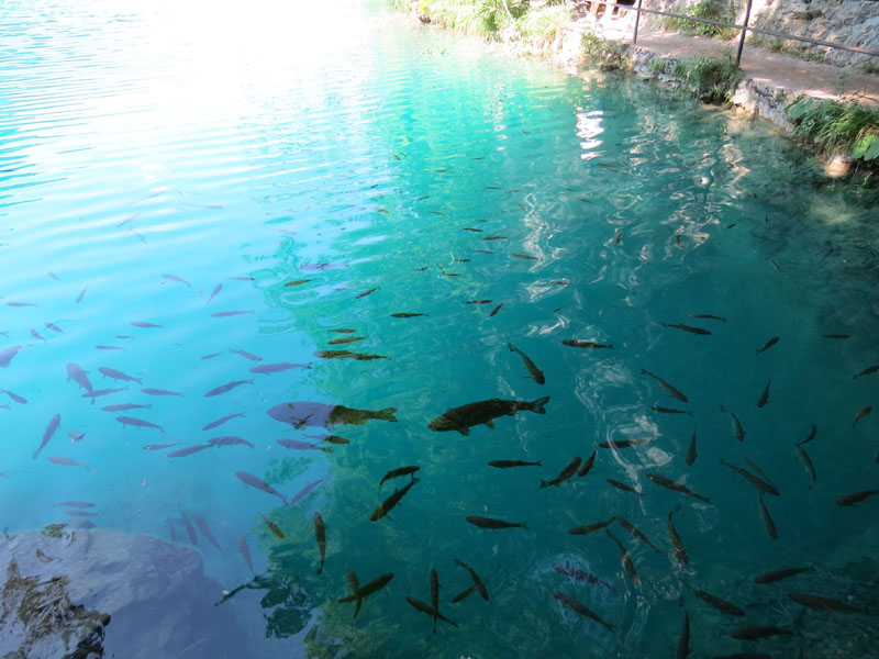 Błękitna woda pełna ryb