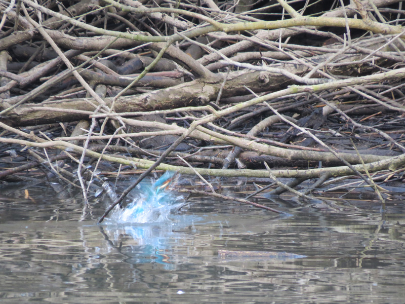 Zimorodek bierze kąpiel
