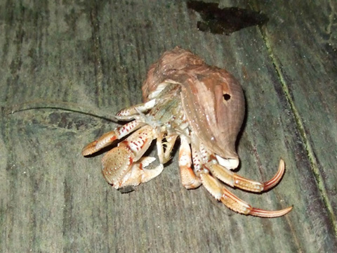 Krab pustelnik na wędke