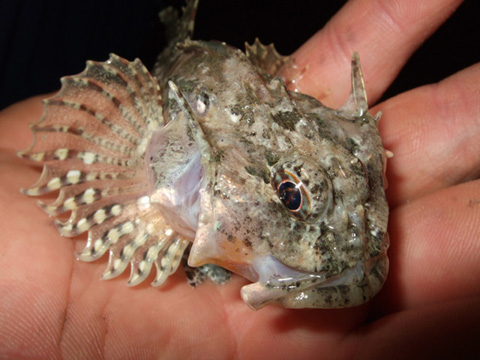 Rybka babka - diabełek