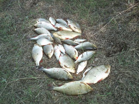 Wzdręgi na medal - 1