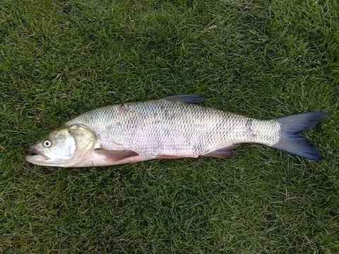 Inne ujęcie Bolenia