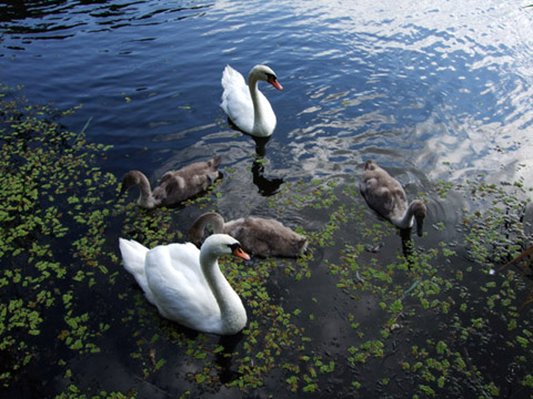 Łabędzie, cała rodzina.