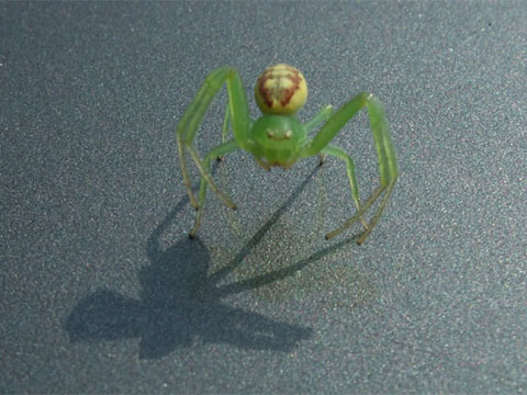 Cóż to za pająk zielony?