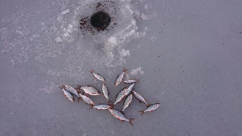 Styczeń i sezon płociowy otwarty